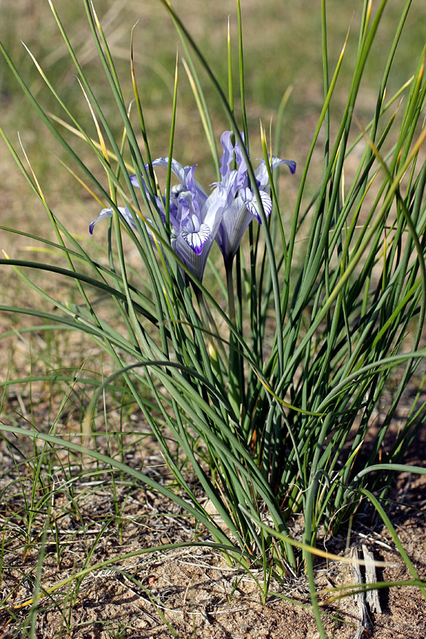 Image of Iris tenuifolia specimen.