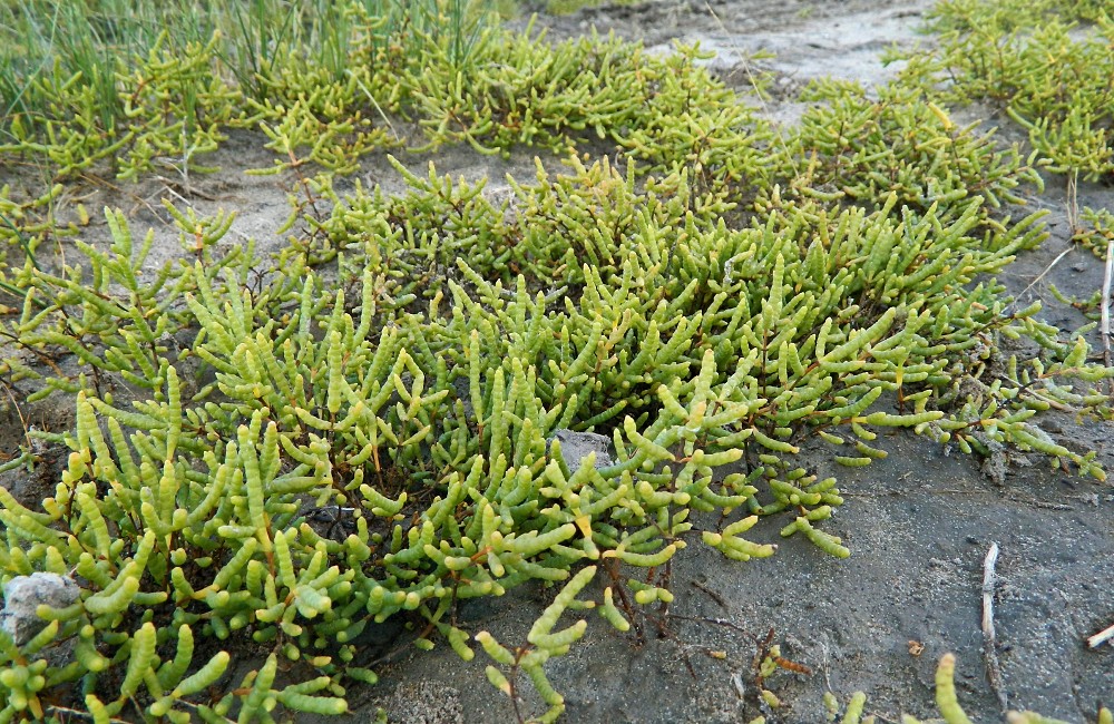 Изображение особи Salicornia perennans.