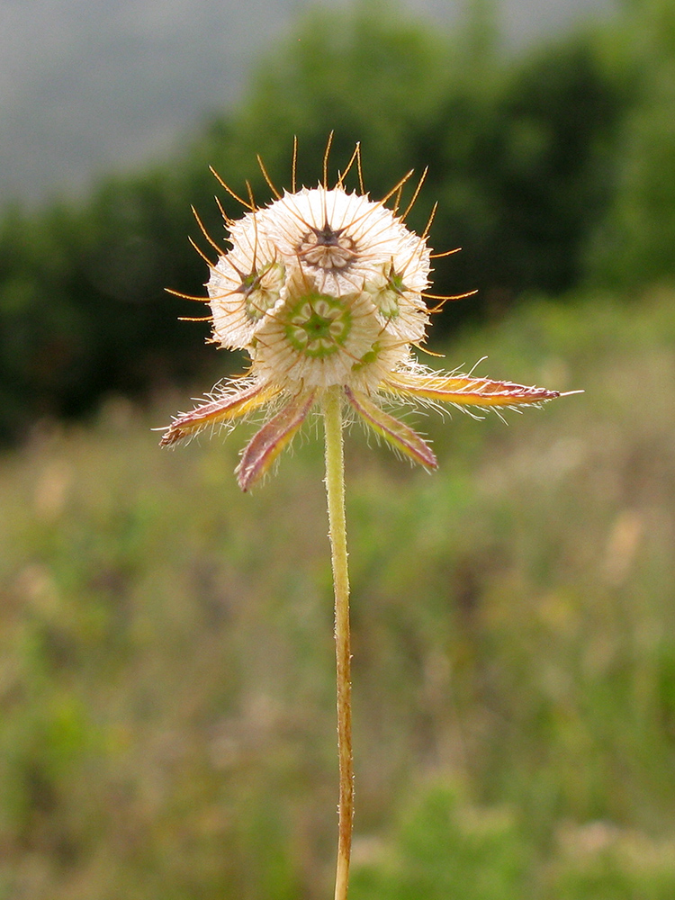 Image of Lomelosia micrantha specimen.