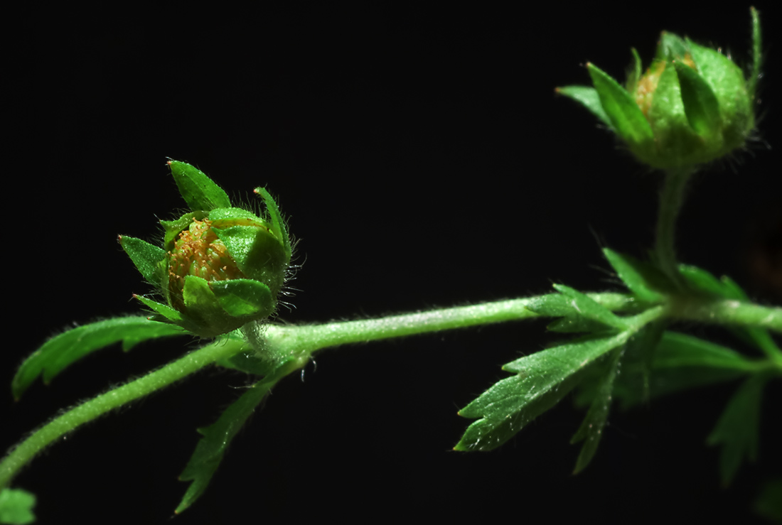 Image of Potentilla supina specimen.