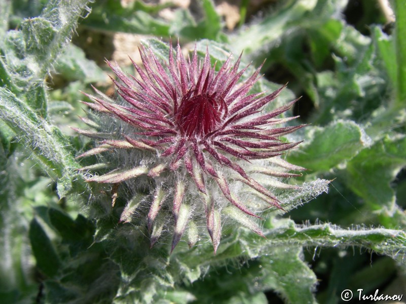 Image of Onopordum acanthium specimen.