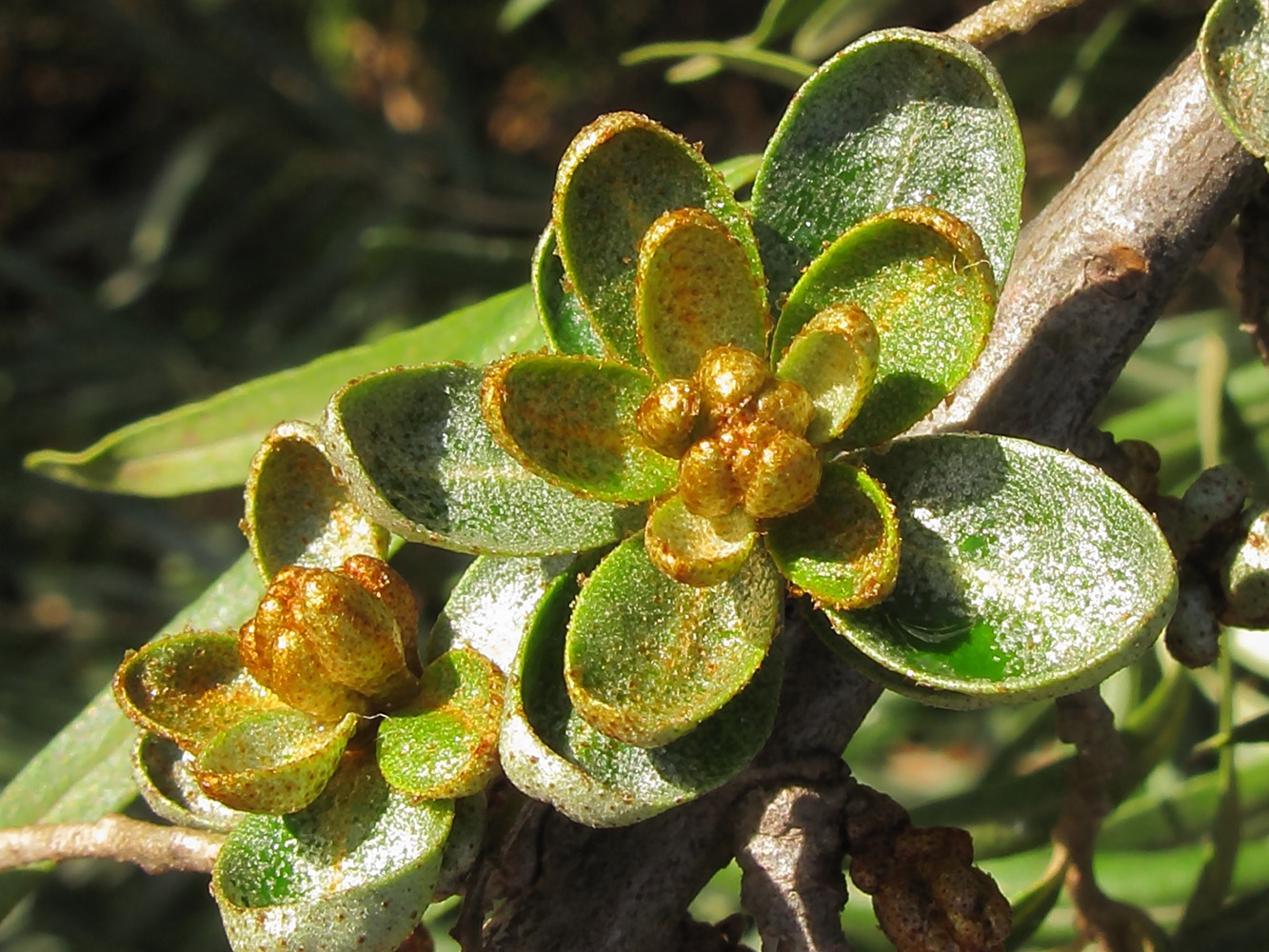 Image of Hippophae rhamnoides specimen.