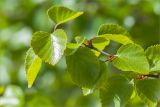 Betula subarctica