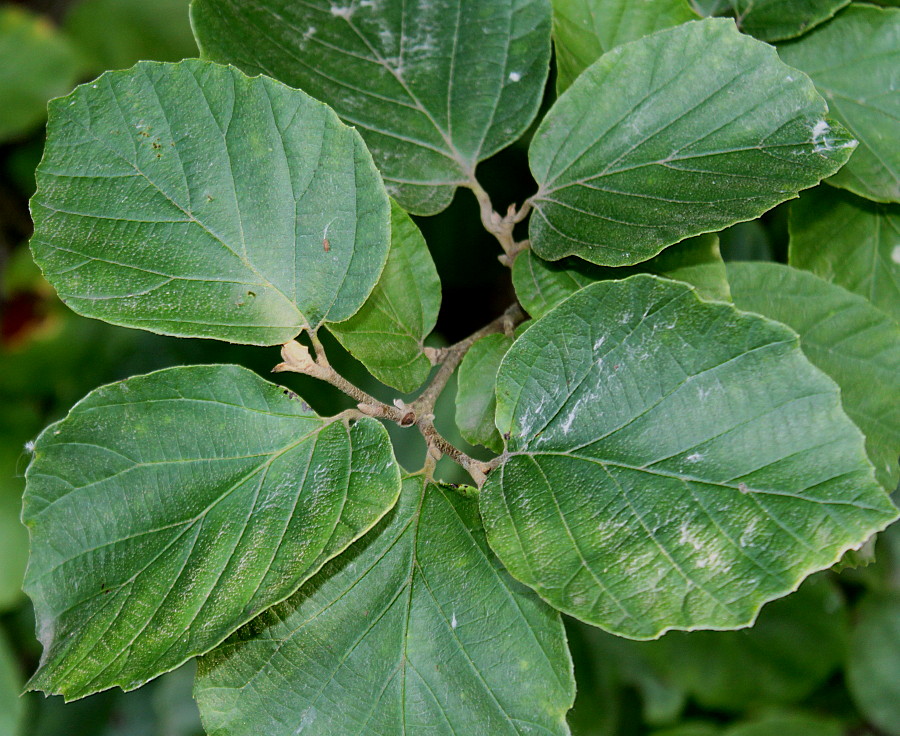 Изображение особи Fothergilla major.