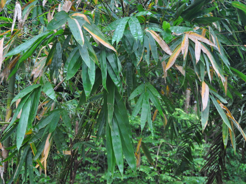 Image of genus Bambusa specimen.