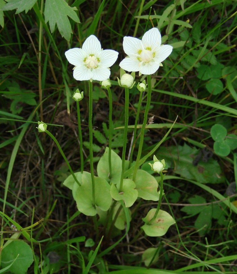 Image of Parnassia palustris specimen.