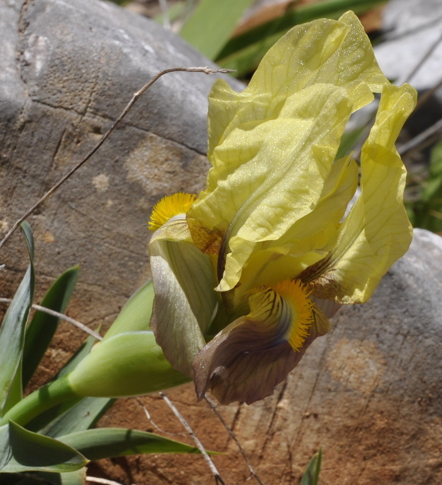 Image of Iris reichenbachii specimen.