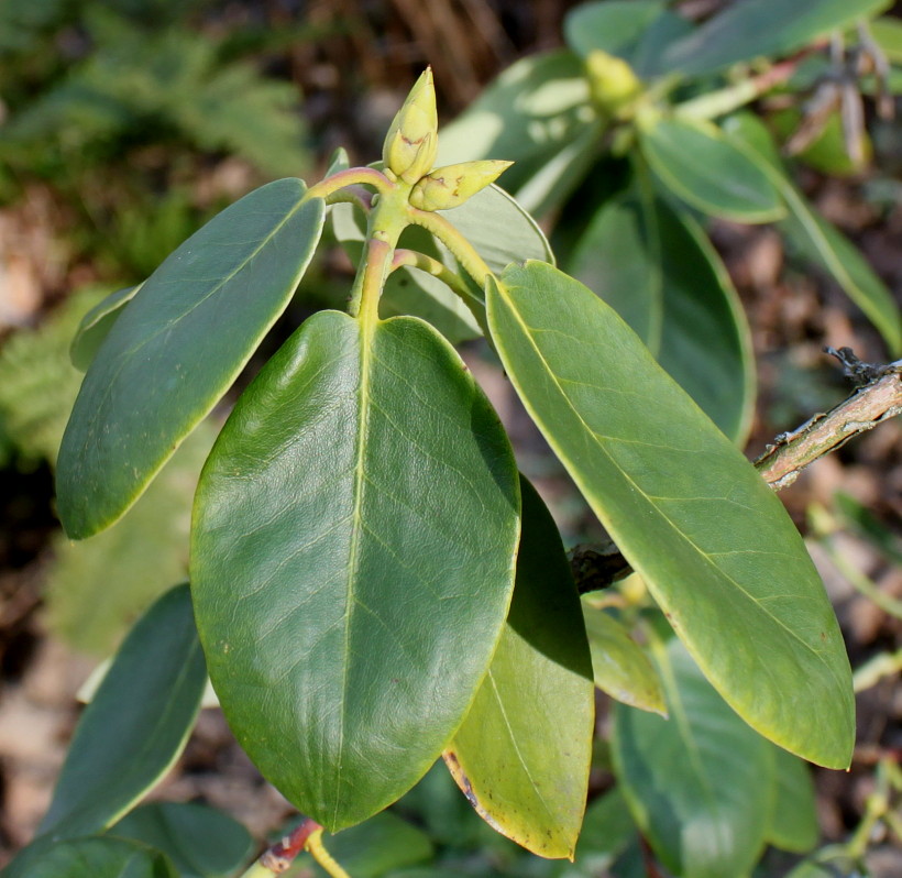 Изображение особи Rhododendron campylocarpum.