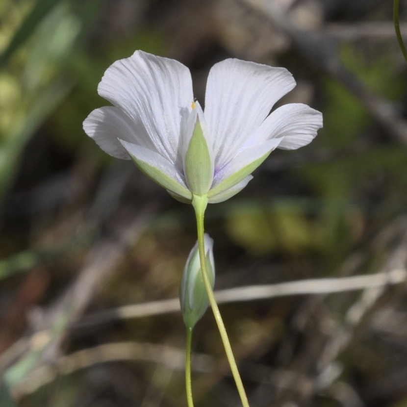 Image of Moenchia mantica specimen.