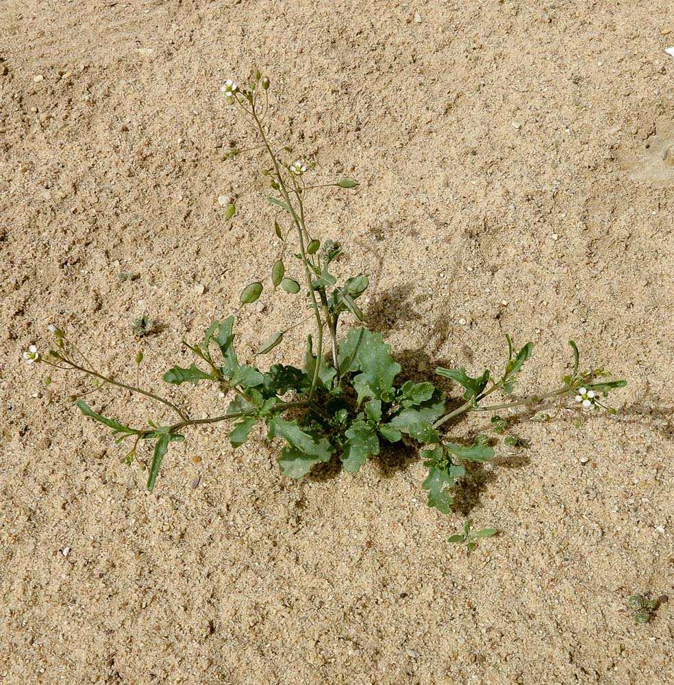 Image of Savignya parviflora specimen.