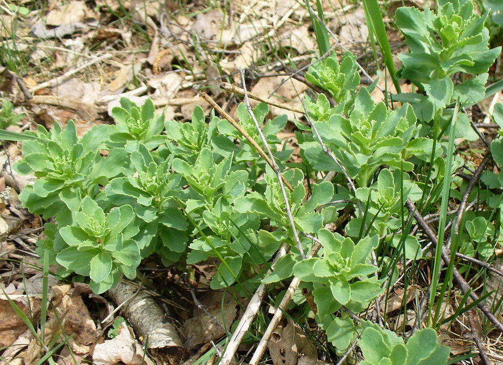 Image of Hylotelephium triphyllum specimen.