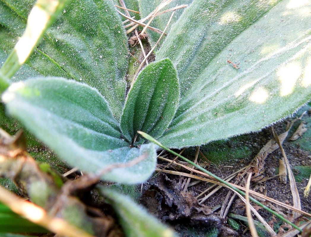 Image of Plantago media specimen.