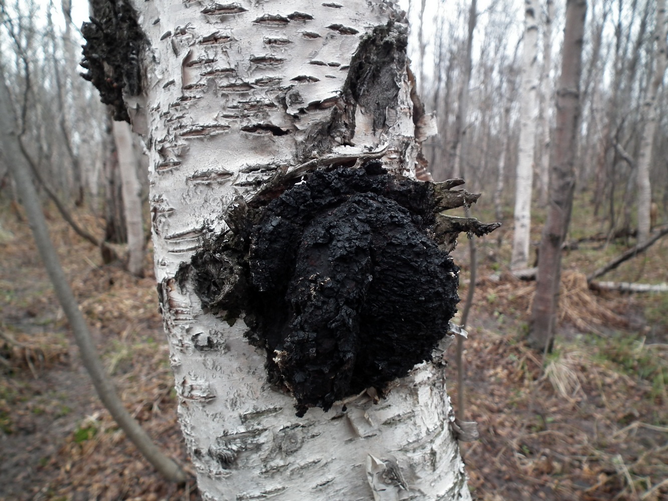 Image of genus Betula specimen.