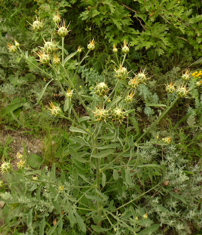 Image of Centaurea salonitana specimen.