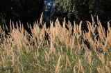 Calamagrostis epigeios