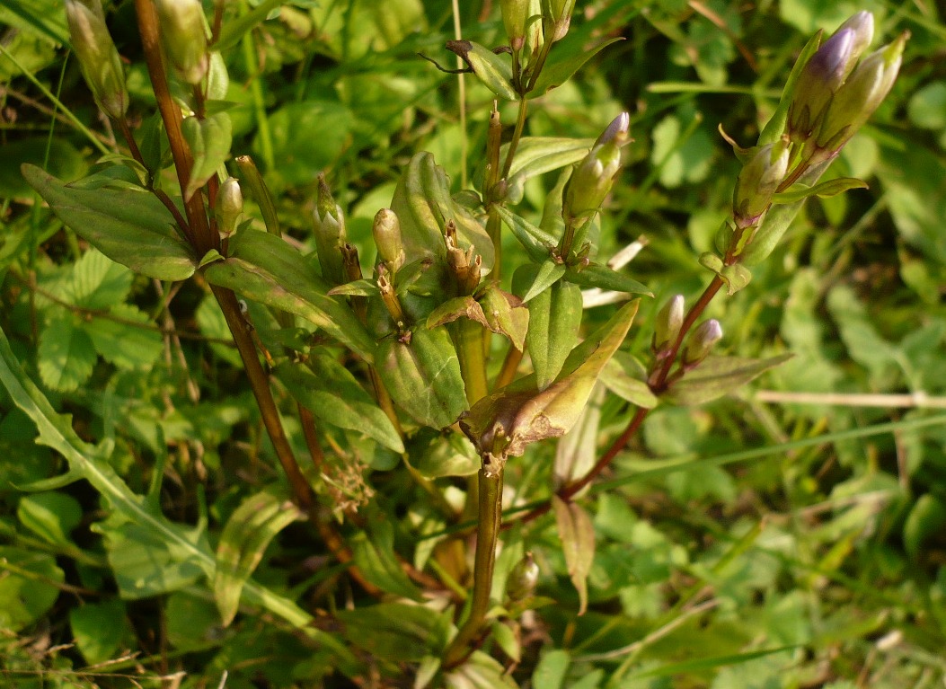 Изображение особи род Gentianella.