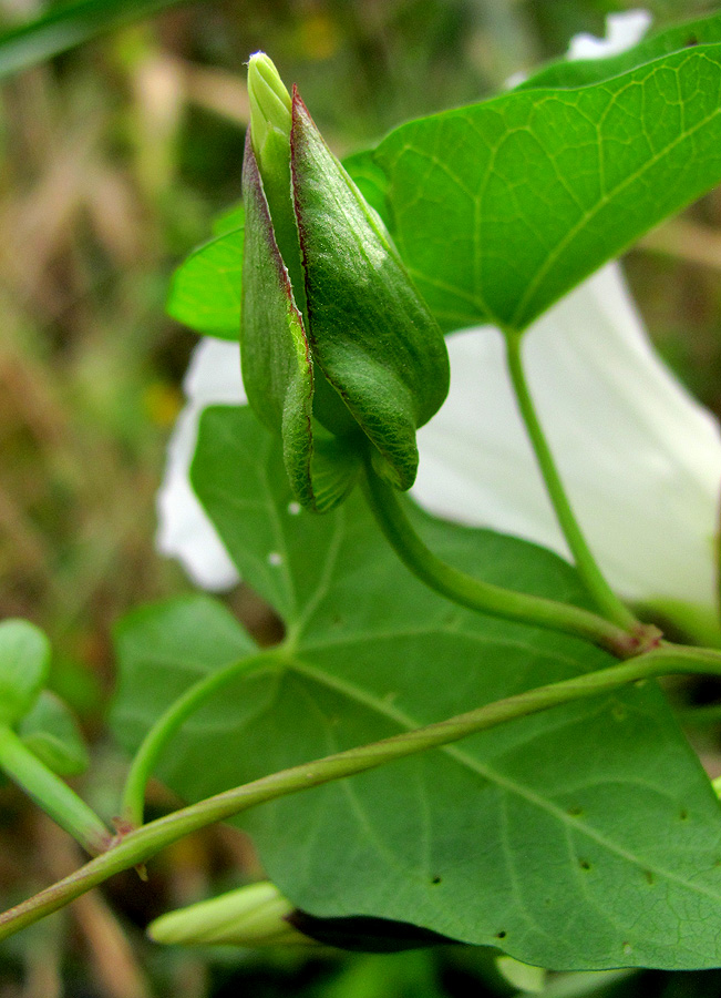 Изображение особи Calystegia sepium.