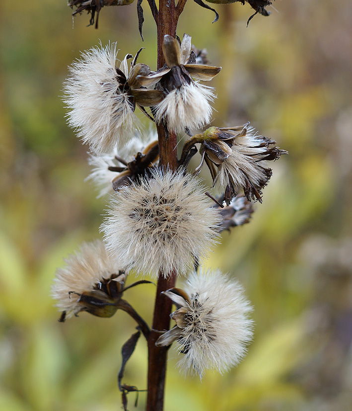 Image of Ligularia sibirica specimen.