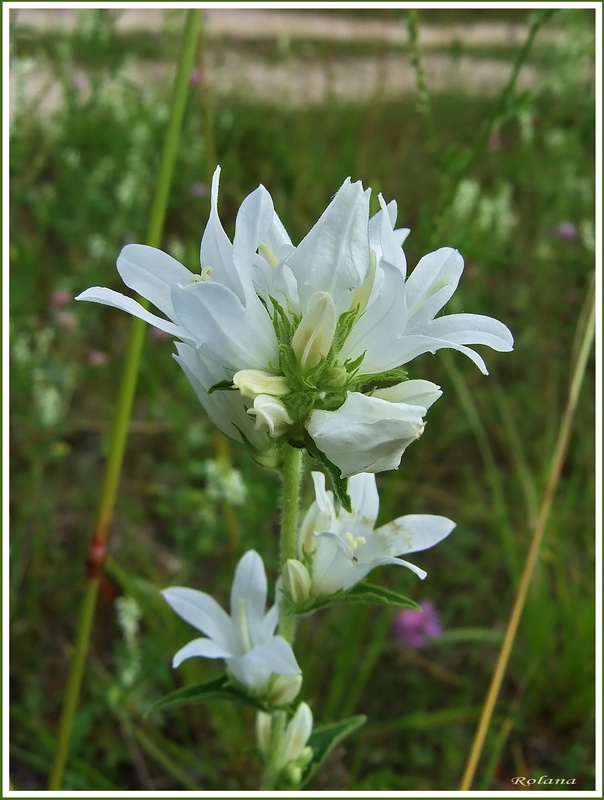 Изображение особи Campanula glomerata.