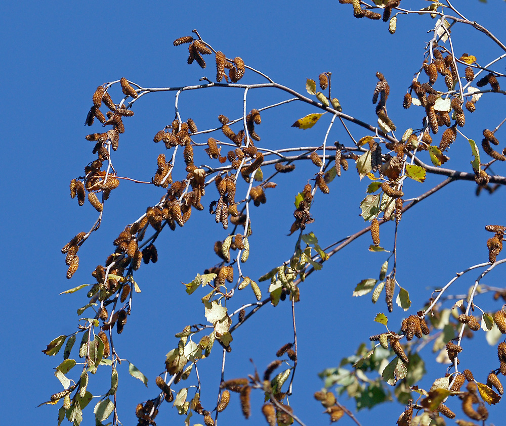 Image of Betula pendula specimen.