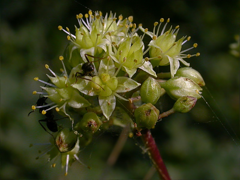 Image of Hylotelephium maximum specimen.