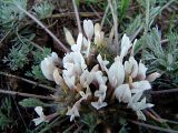 Astragalus dolichophyllus