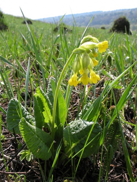 Image of Primula veris specimen.