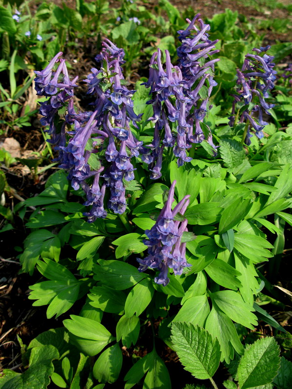 Image of Corydalis lacrimuli-cuculi specimen.