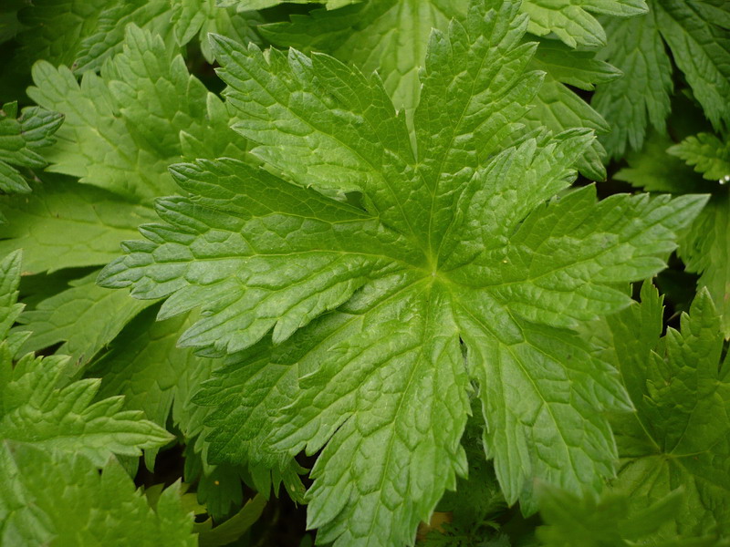 Image of Geranium sylvaticum specimen.