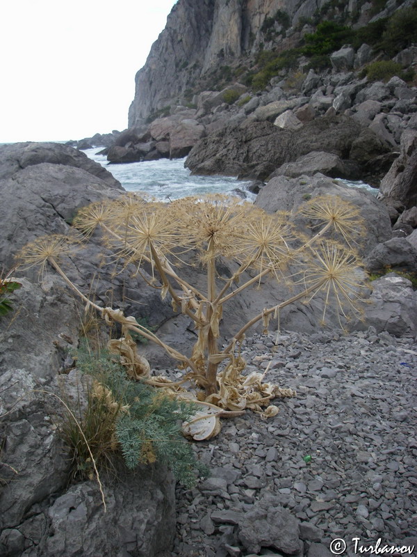 Image of Heracleum stevenii specimen.