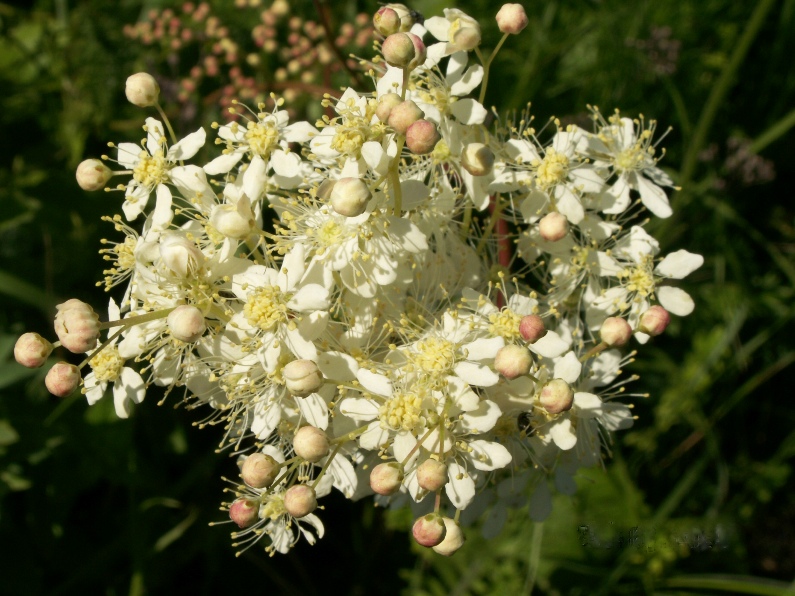 Изображение особи Filipendula vulgaris.