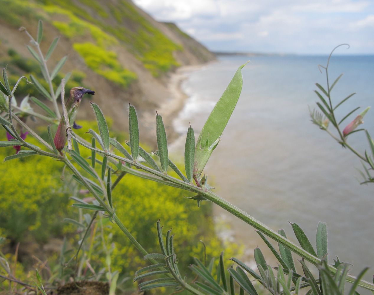 Image of Vicia angustifolia specimen.