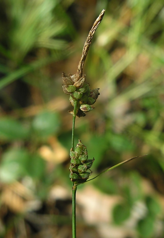 Image of Carex globularis specimen.