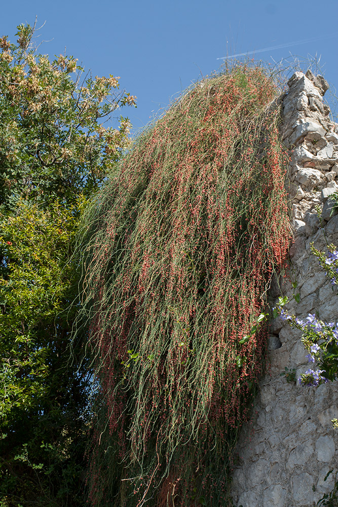 Image of Ephedra foeminea specimen.