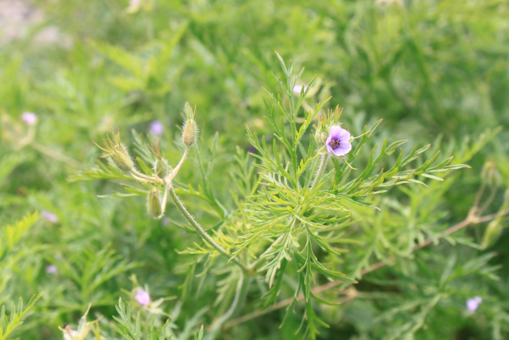 Image of Erodium stephanianum specimen.