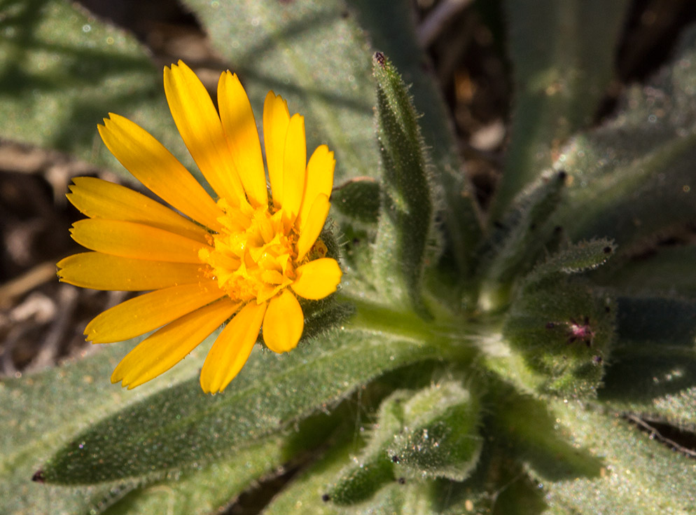 Image of Calendula arvensis specimen.