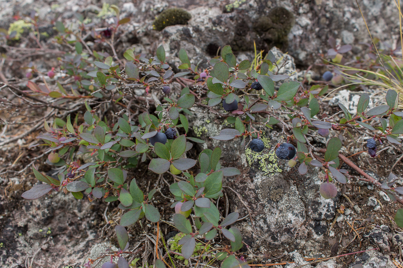 Image of Vaccinium uliginosum specimen.