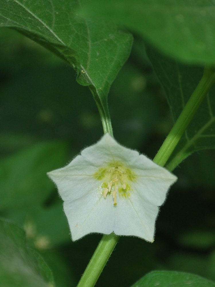 Image of Alkekengi officinarum specimen.