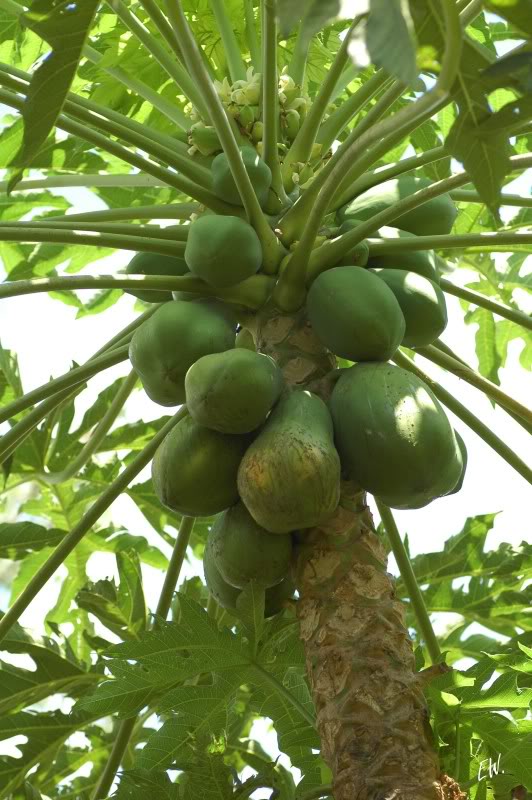 Image of Carica papaya specimen.