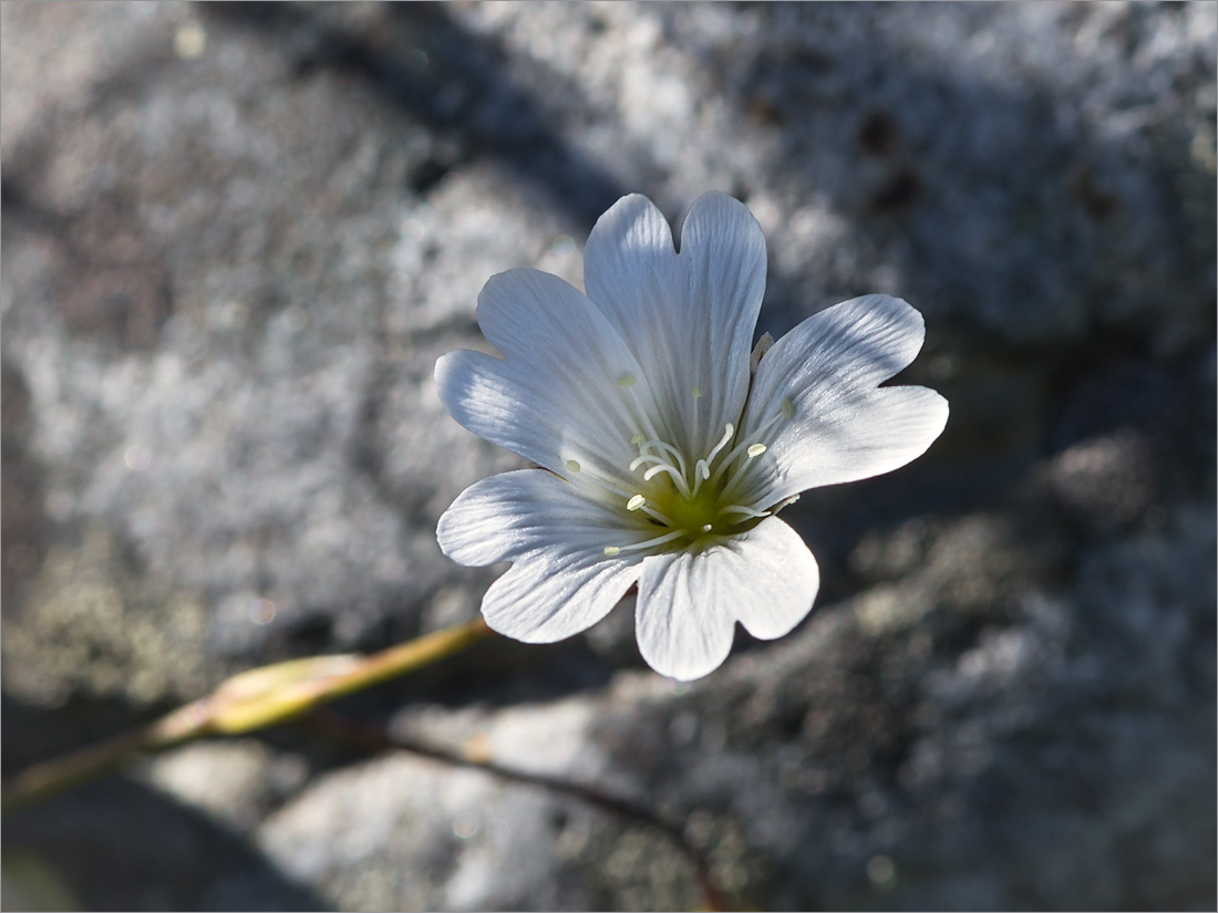 Изображение особи Cerastium glabratum.