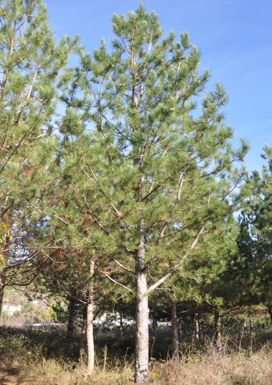 Image of Pinus pallasiana specimen.