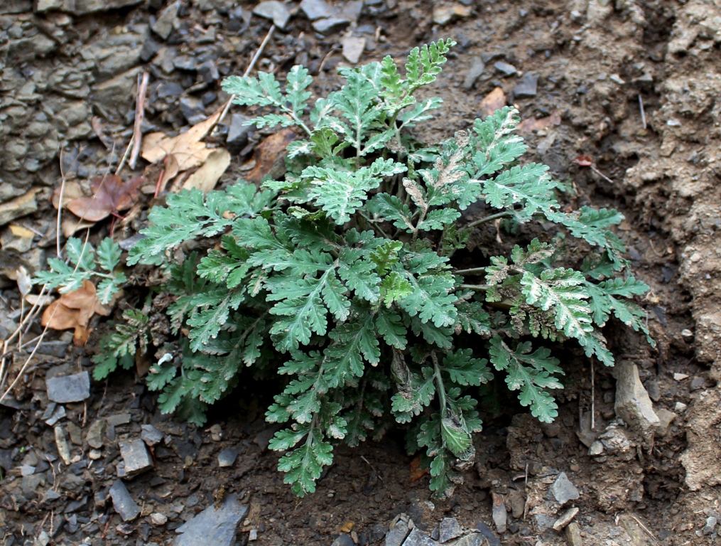 Изображение особи Pyrethrum parthenifolium.