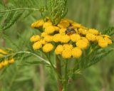 Tanacetum vulgare. Верхушка цветущего побега с фуражирующей пчелой медоносной. Восточный Казахстан, Уланский р-н, окр. с. Украинка, луг. 18.07.2005.