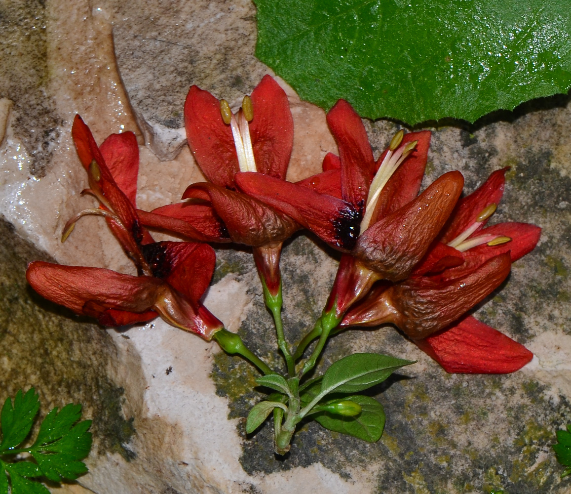 Image of Ruttya fruticosa specimen.