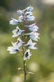 Delphinium flexuosum. Соцветие. Адыгея, Майкопский р-н, плато Лаго-Наки, хр. Каменное Море, субальпийский луг. 19.07.2015.