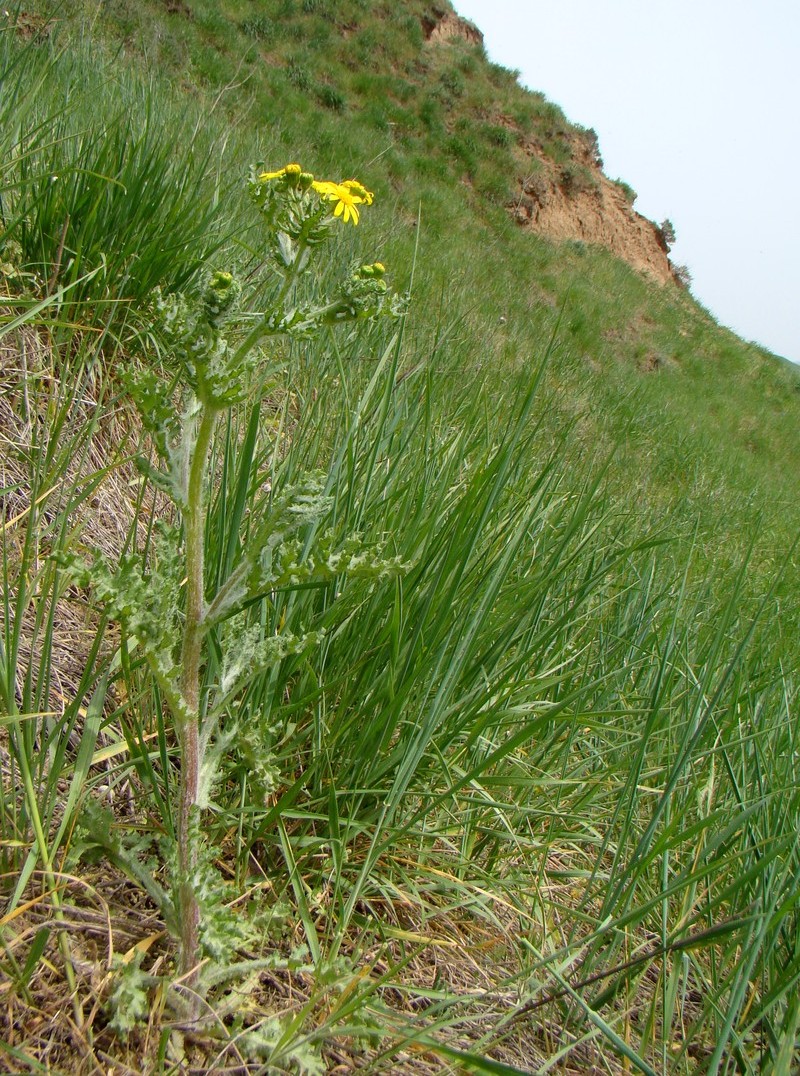 Изображение особи Senecio vernalis.