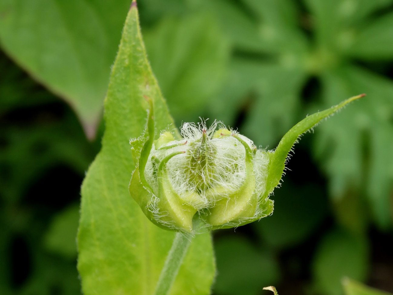 Изображение особи Lychnis fulgens.