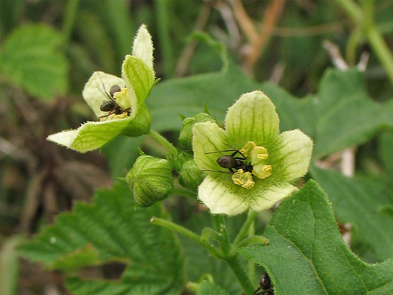 Изображение особи Bryonia dioica.