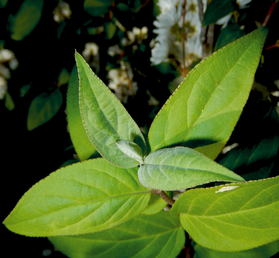 Image of Deutzia scabra var. candidissima specimen.