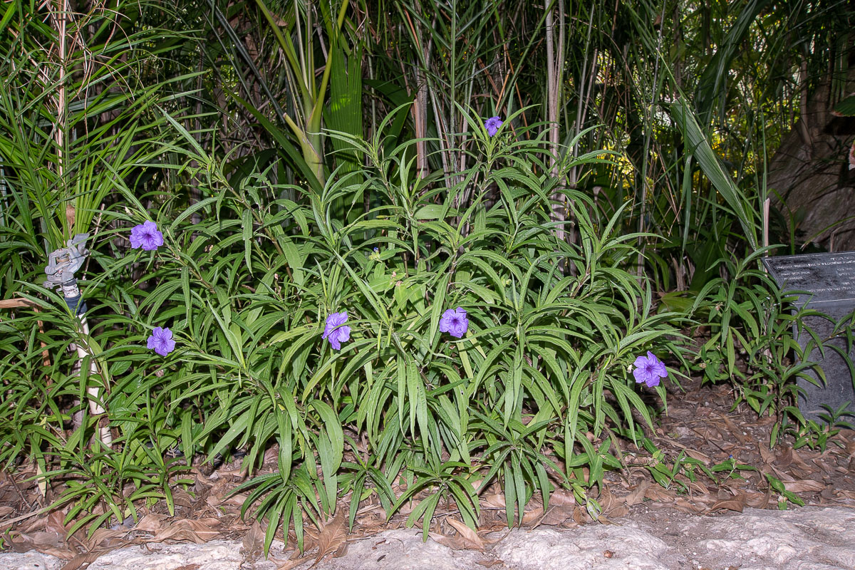 Image of Ruellia simplex specimen.